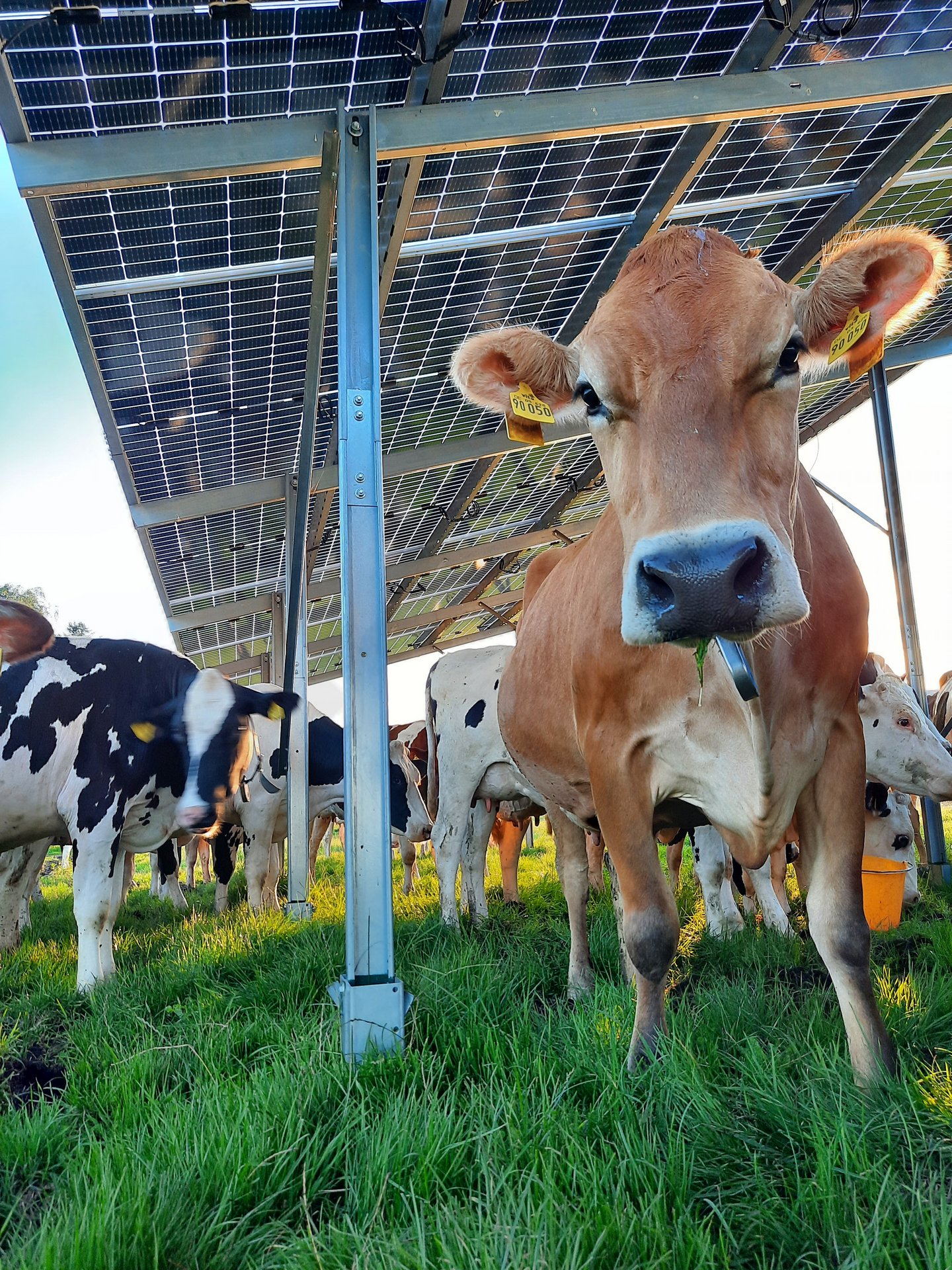 Doppelnutzung einer landwirtschaftlichen Fläche. © Sunfarming