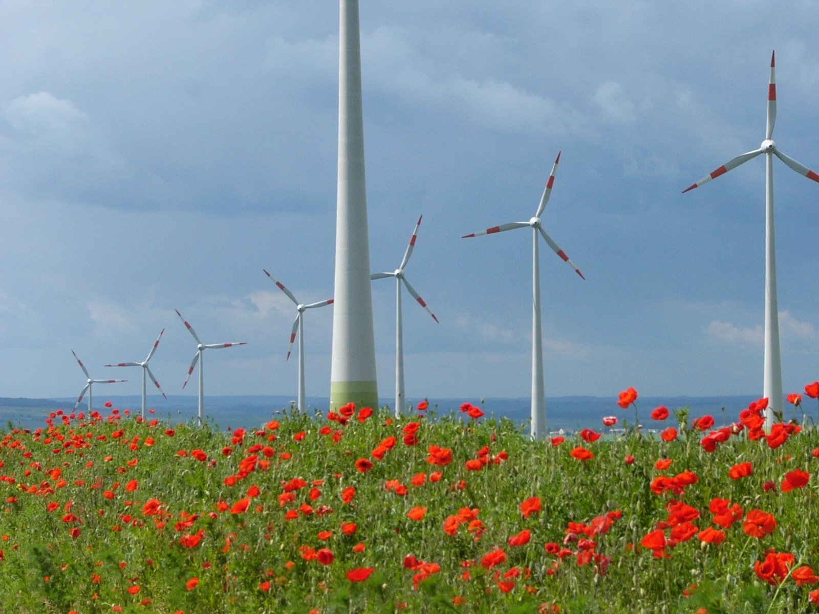 Windpark mit vielen Windrädern auf einer roten Blumenwiese