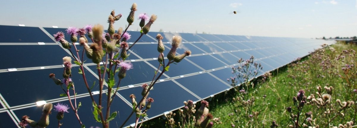 Solaranlage auf einer Wiese in Salmdorf mit einer Blume und einem Insekt im Vordergrund 