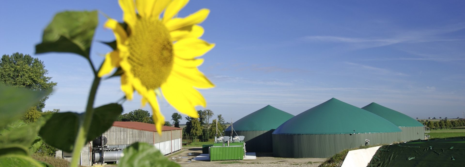 Biogasanlage vor dunkelblauem Himmel mit einzelner Sonnenblume im Vordergrund