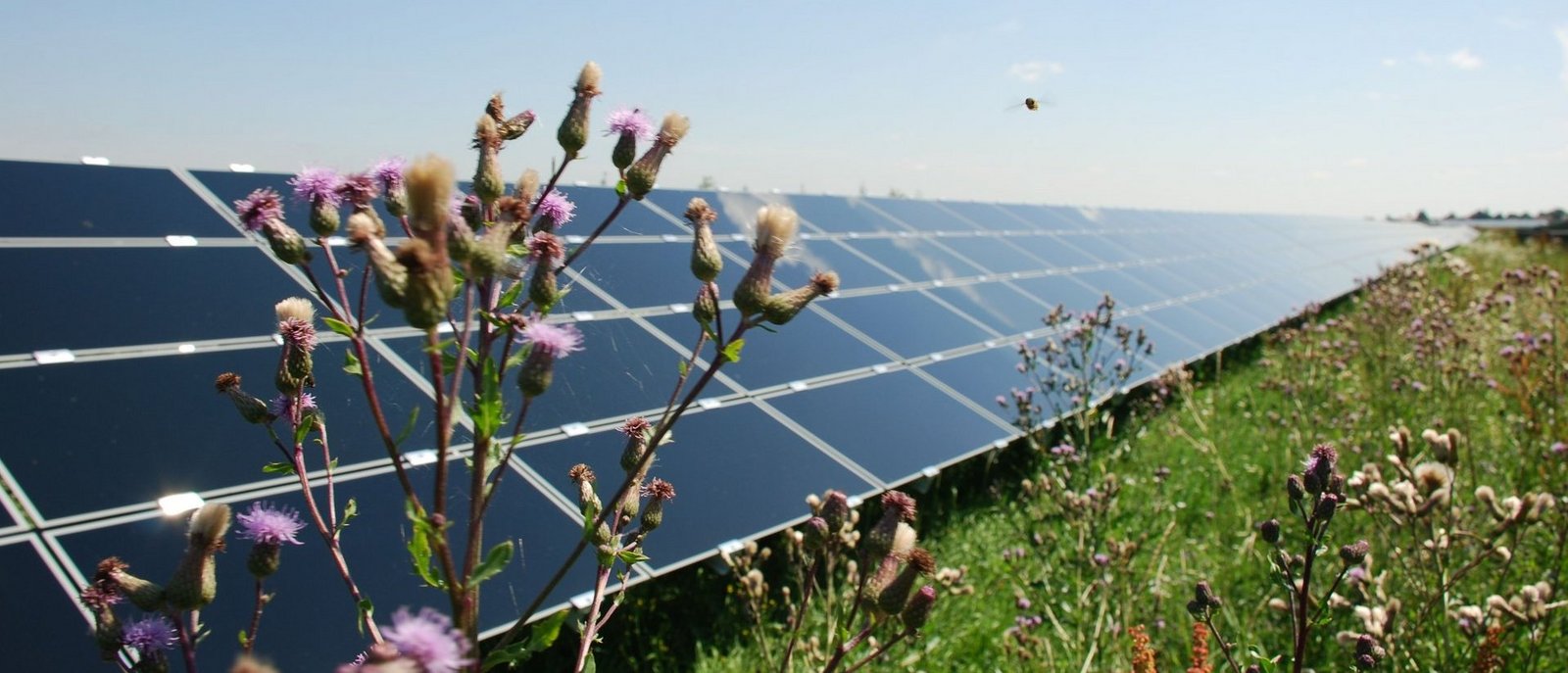 Solaranlage auf einer Wiese in Salmdorf mit einer Blume und einem Insekt im Vordergrund 