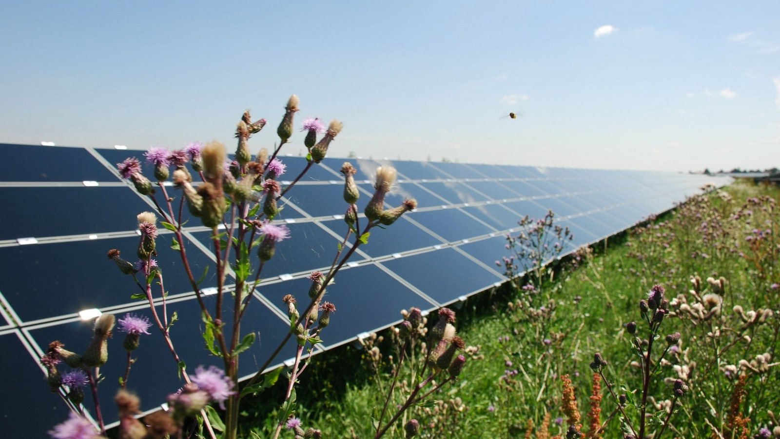 Solaranlage auf einer Wiese in Salmdorf mit einer Blume und einem Insekt im Vordergrund 