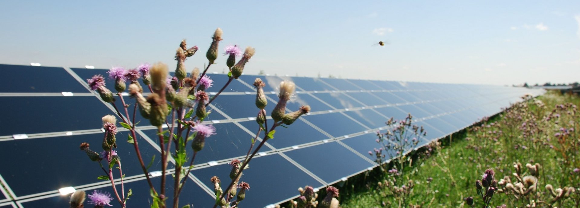 Beschreibung: Solaranlage auf einer Wiese in Salmdorf mit einer Blume und einem Insekt im Vordergrund 