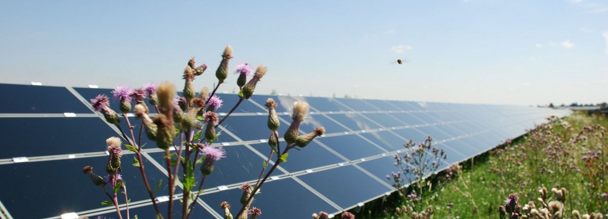Solaranlage auf einer Wiese in Salmdorf mit einer Blume und einem Insekt im Vordergrund 
