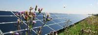 Solaranlage auf einer Wiese in Salmdorf mit einer Blume und einem Insekt im Vordergrund 