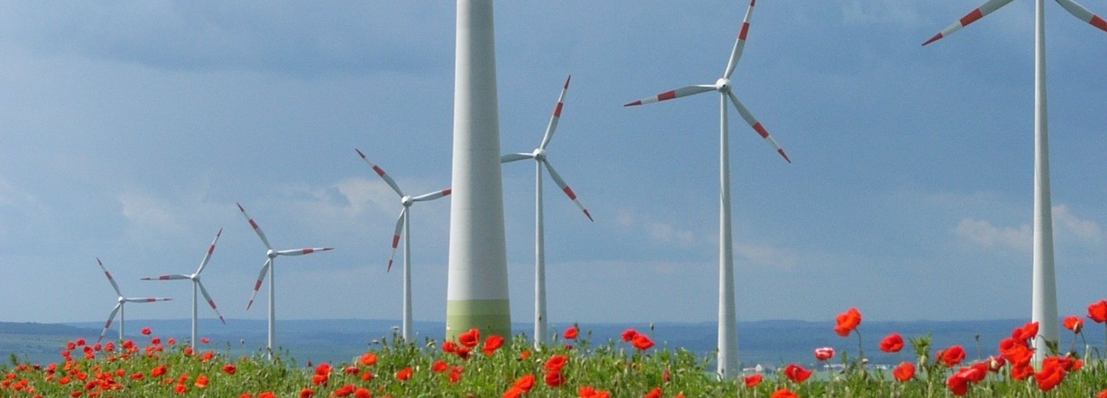 Beschreibung:Windpark mit vielen Windrädern auf einer roten Blumenwiese