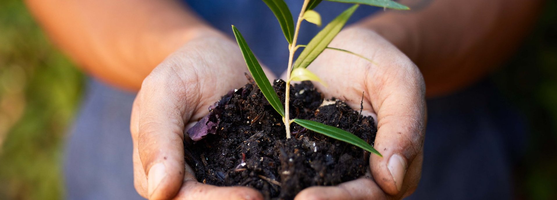 Beschreibung: Person hält Erde in Händen aus denen eine kleine Pflanze wächst
