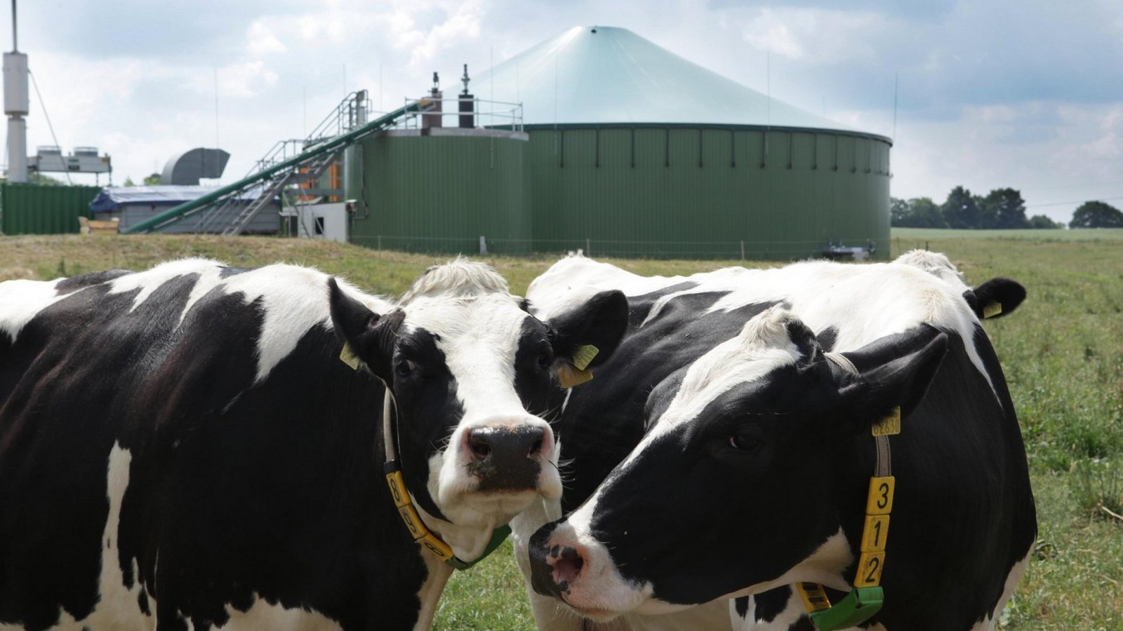 Zwei Kühe auf einer Wiese vor einer Biogasanlage
