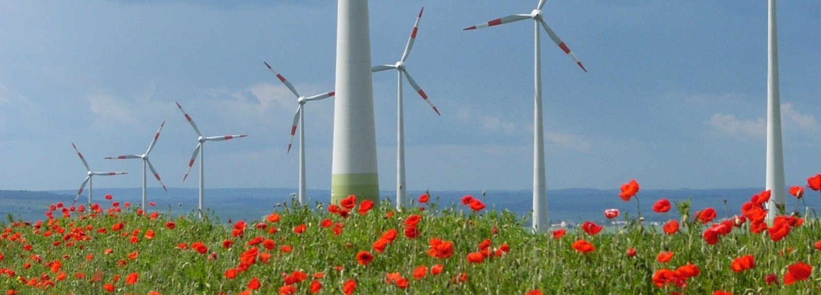 Windpark mit vielen Windrädern auf einer roten Blumenwiese