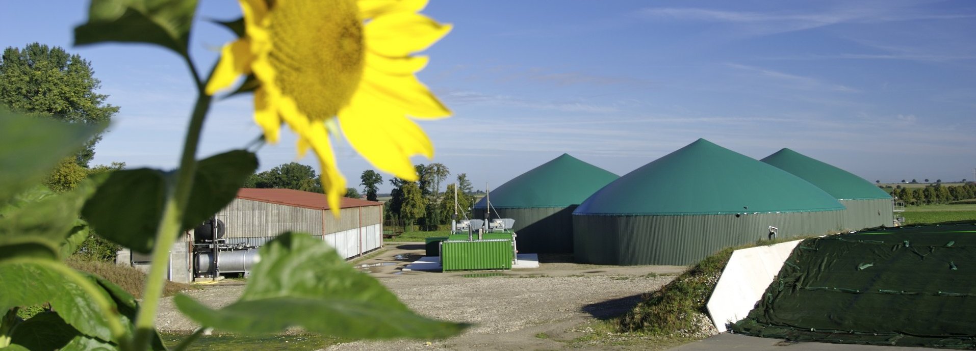Biogasanlage vor dunkelblauem Himmel mit einzelner Sonnenblume im Vordergrund