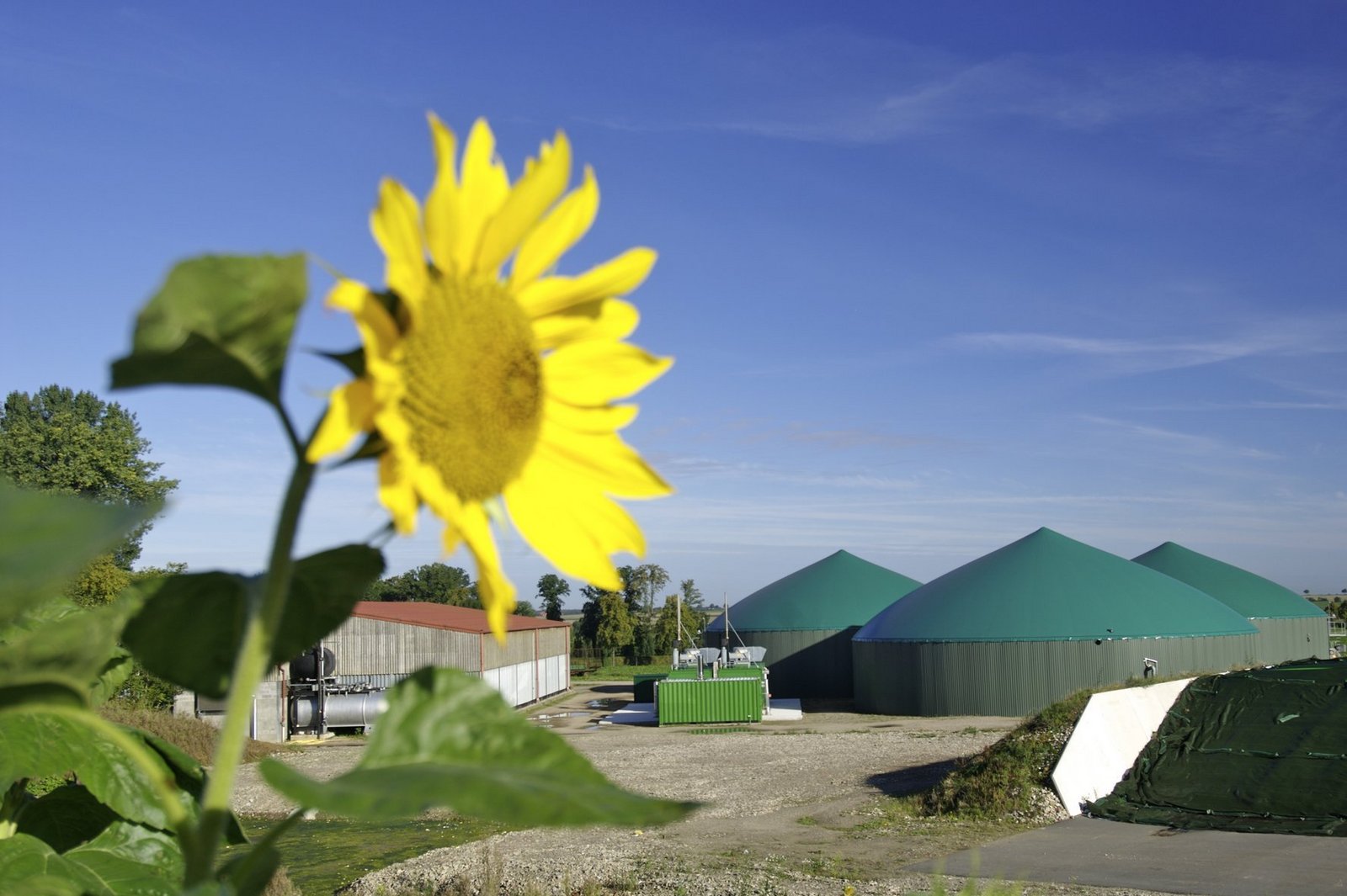 Biogasanlage vor dunkelblauem Himmel mit einzelner Sonnenblume im Vordergrund