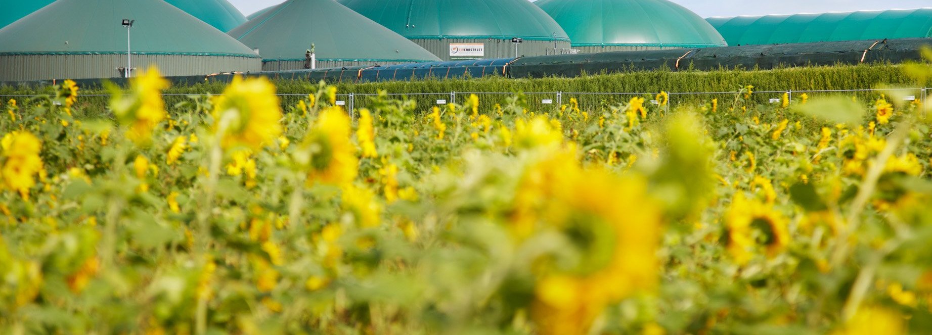 Biogasanlage in der Ferne vor einem Sonnenblumenfeld