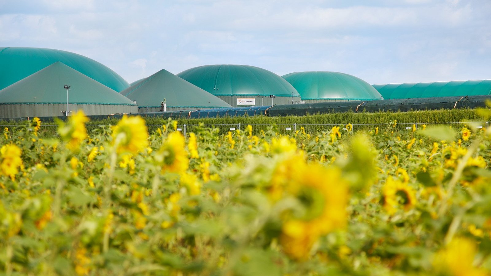 Biogasanlage in der Ferne vor einem Sonnenblumenfeld