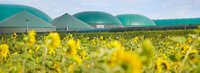 Biogasanlage in der Ferne vor einem Sonnenblumenfeld