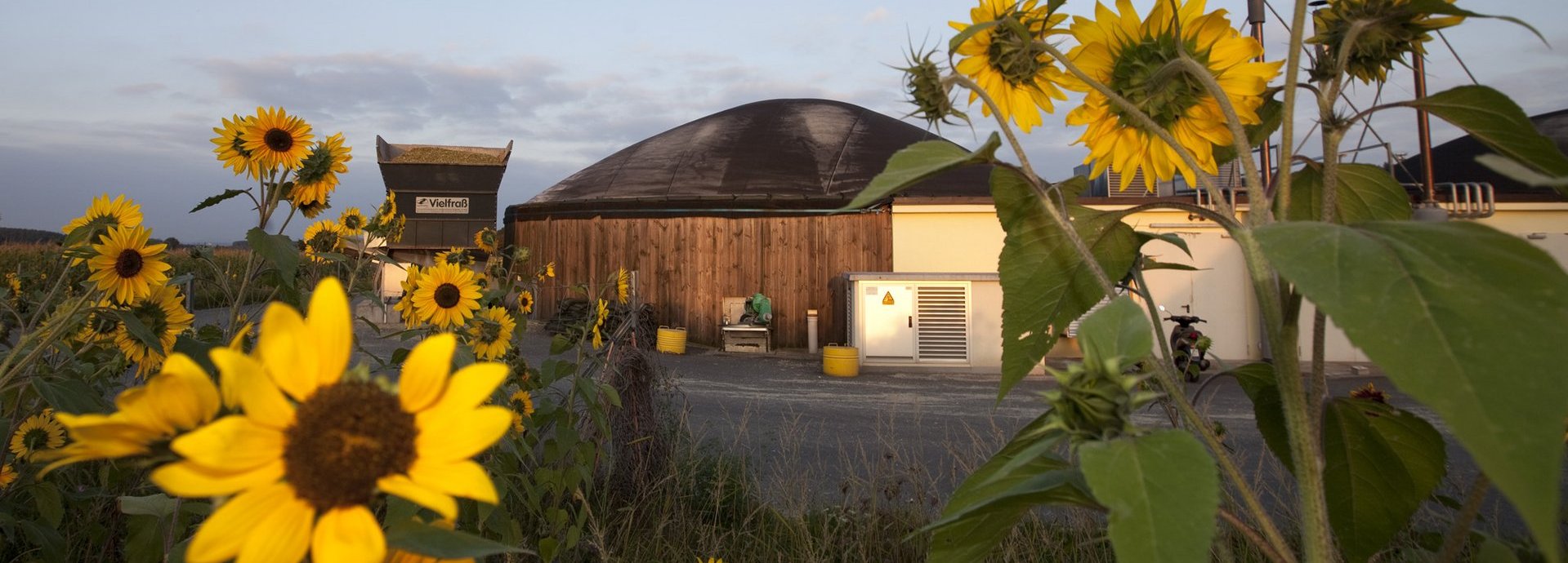 Sonnenblumen im Vordergrund mit einer Biogasanlage vor blauem Himmel im Hintergrund